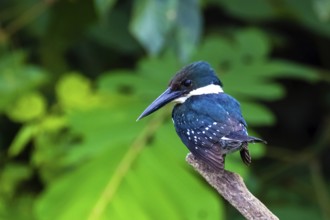 Central America, Costa Rica, Amazonian fisher, Chloroceryle amazona