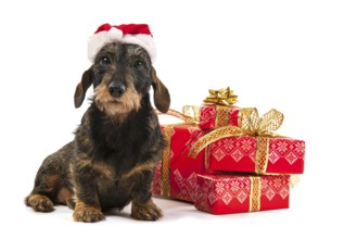 Wire haired dachshund with red hat of Santa Claus isolated over white background