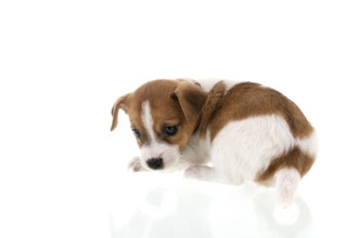 Six weeks old Jack Russel puppy dog isolated over white background