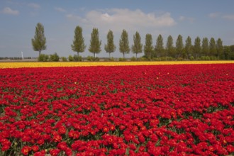 Landscape in Holland with red and yellow tulips