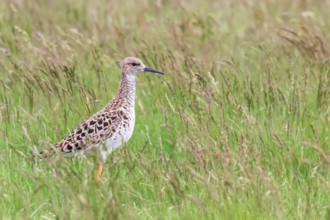 Ruff Bird on Grassland (Philomachus pugnax) Ruff Wader Bird