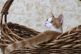 Domestic cat, coat colour dark red-white, in basket, Felis silvestris forma catus, Domestic-cat,