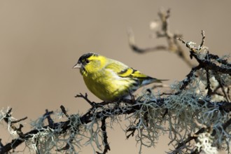 Side view of a male siskin on a branch