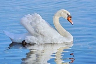 White swan on Lake Varna, Bulgaria