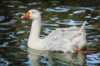 White Goose on the Lake Varna, Bulgaria