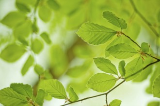 Young leaves in the spring forest from Beech