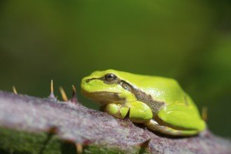 Tree frog Hyla arborea in nature