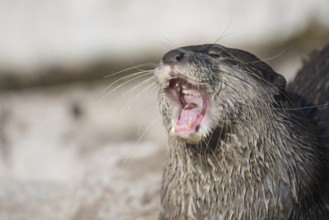 Asian small-clawed otter, Amblonyx cinerea gaping