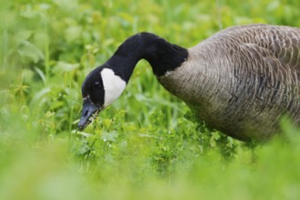 Canada goose in a meadow