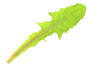 Single green dandelion leaf against the white background