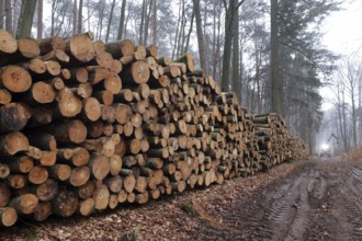 Deforested tree trunks