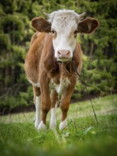 Young cow on the pasture