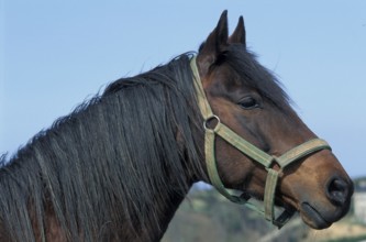 Close-up of a brown horse with a green horse harness against a blue sky