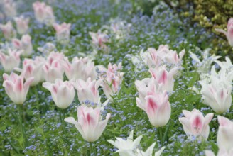 Tulip bed (Tulipa 'Holland Chic'), creeping navelwort (Omphalodes verna), Hotel Bellevue, Dresden,