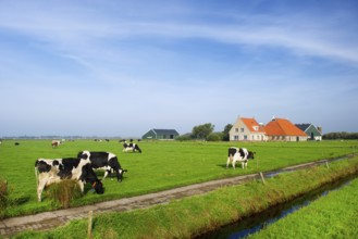 Typical dutch landscape with cows farmland and a farm house