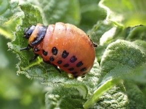 Larva of a Colorado potato beetle (Leptinotarsa decemlineata), Lower Rhine, North Rhine-Westphalia,