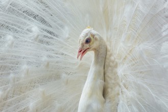 Close up Portrait of White Peacock Varna, Bulgaria