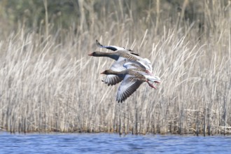 Greylag Goose (anser anser) flying, pair, two, Greylag Goose