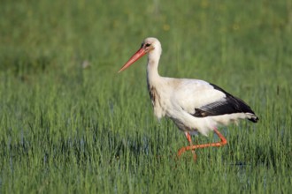 White stork, Ciconia ciconia