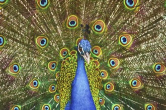 Portrait Of The Peacock During Courtship Display Varna, Bulgaria