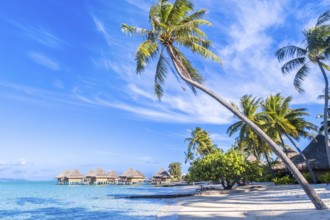Bora Bora Island, French Polynesia. Web banner in panoramic view this amazing Beach