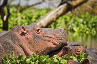 Hippo in a pond. Behemoth - a typical representative of the African fauna. Semi-aquatic animal