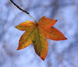 Fall colour of American Sweet Gum leaf in autumn, backlit by sun