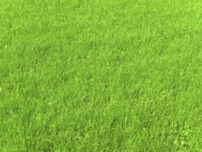 Cool background of fresh spring green grass
