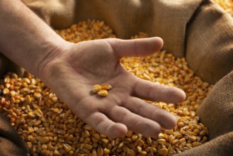 Caucasian male showing maize corns in his hands from over burlap sack
