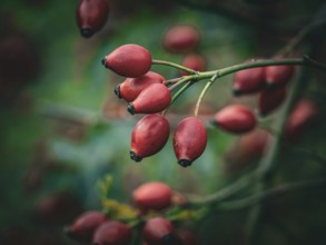 Rosehips