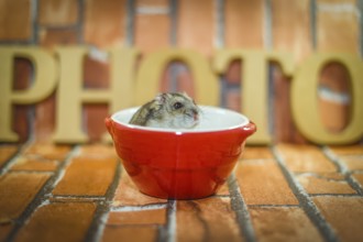 Djungarian hamster image. Shooting Location: Yokohama-city kanagawa prefecture