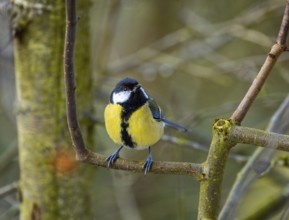 Closeup of a great tit bird sitting on the branch of a tree