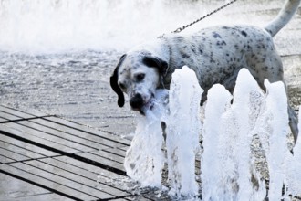 Dog on a hot summer day. Refreshes himself in the water of a fountain Austria