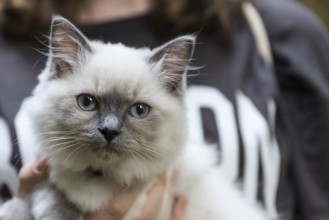 Young Ragdoll - imposing domestic cat with blue eyes, close-up