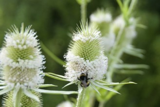 Wild teasel (Dipsacus sylvestris), Nieklitz, 81
