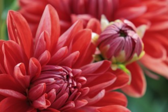 Detailed close-up of red dahlia flowers with green leaves, legden, Münsterland, germany