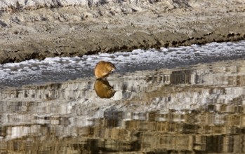 Musk Rat on Northern River sunset Saskatchewan Canada