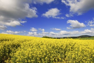 Landscape with yellow cole seed and clouds