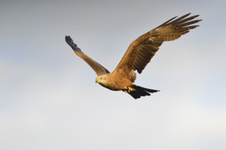 Black kite in flight, Milvus migrans, Black kite, Upper Lusatia, Germany, Saxony