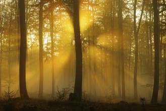 Sunbeams in beech forest, Spessart, Bavaria, Sunbeams in beech forest, Bavaria, Germany
