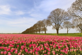 Fields full of pink tulips in Dutch Flevopolder