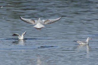 Black-headed Black-headed Gull (Chroicocephalus ridibundus) fishing, Black-headed Gull