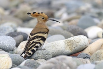 Hoopoe, Upupa epops