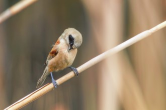 Eurasian Penduline Tit Sitting on Reed (Remiz pendulinus)