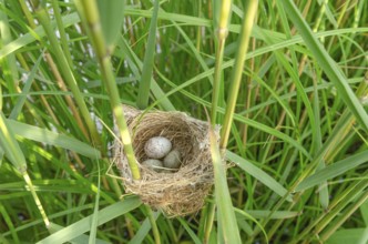 Nest of Common Reed Warbler (Acrocephalus scirpaceus) with an egg of Common Cuckoo (Cuculus
