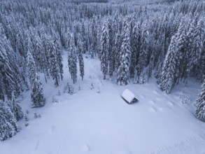 Snow covered winter forest landscape aerial view with pines and mountains in the background. Cold