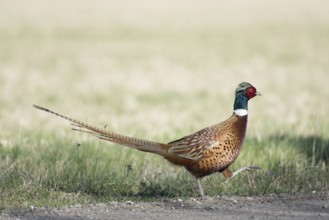 Male bird of a common pheasant, Phasianus colchicus