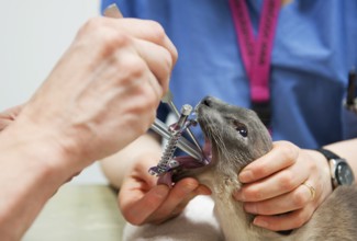 Cat by the veterinarian