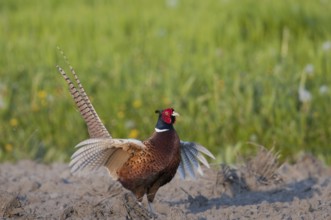 Male pheasant (Phasianus colchicus)