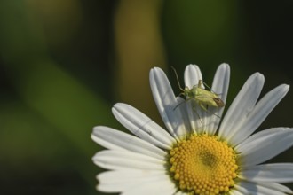 Green shield bug (Palomena prasina)